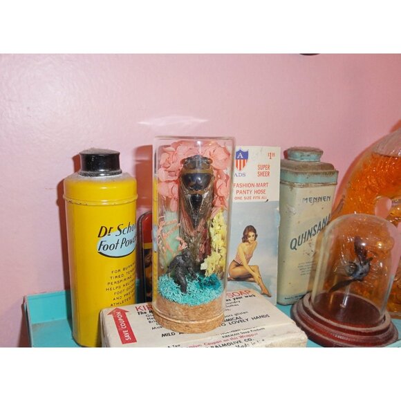 Cicada & Bigfoot Oddity Jar curiosity dome cryptid insect taxidermy floral goth - Picture 11 of 16